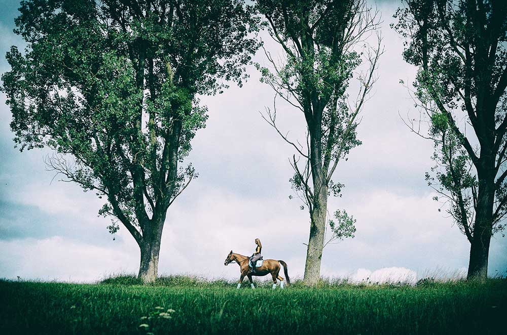 Hyde Equine Training & Livery Leisure Riders Hack Hacking Horse